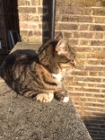 Cordwainers Cat in the sunshine